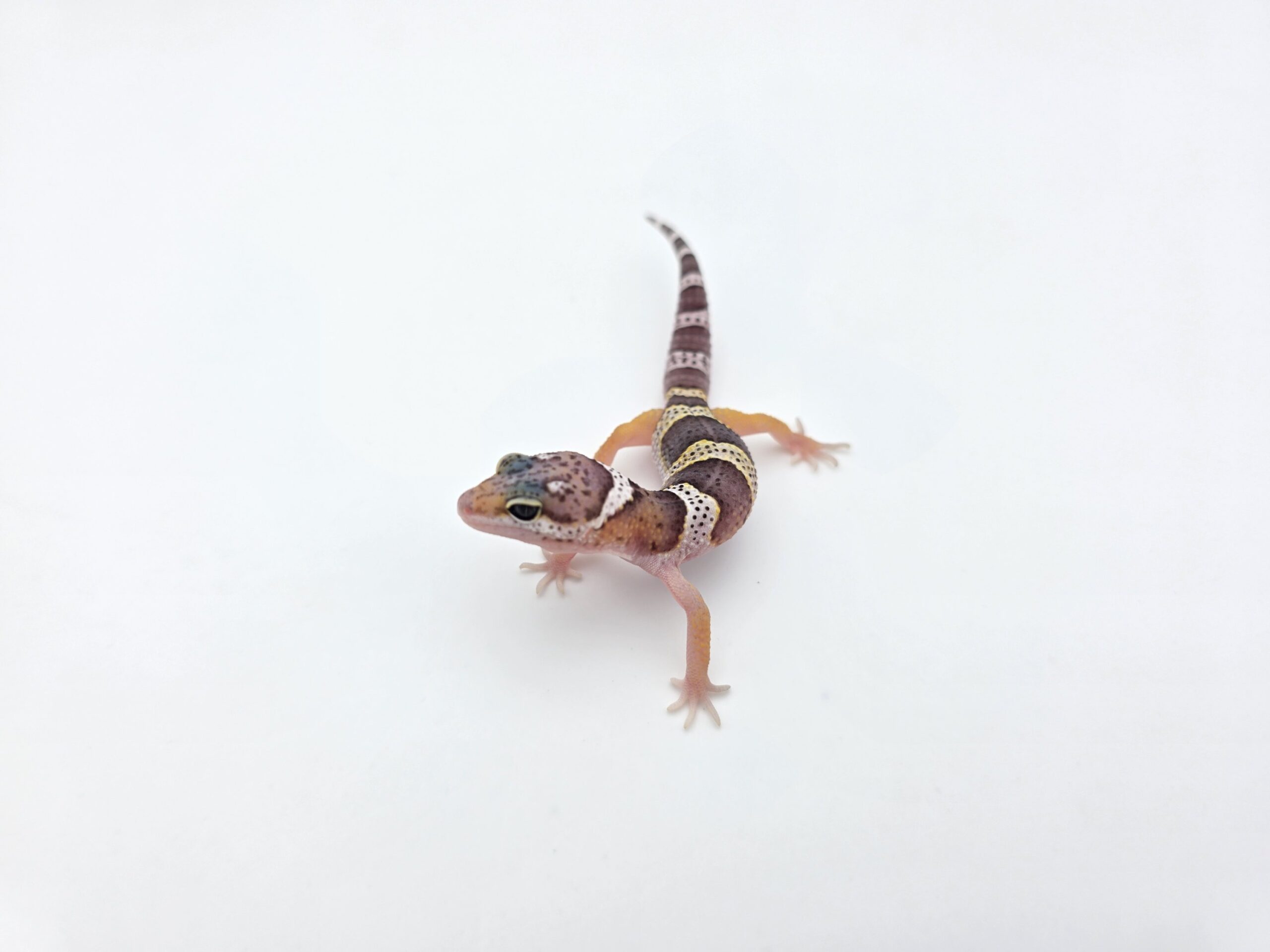 Eublepharis macularius "Mack snow 100% het.blizzard, eclipse, murphy patternless tremper" Présumé femelle 2026 Nom/référence : BALCHI