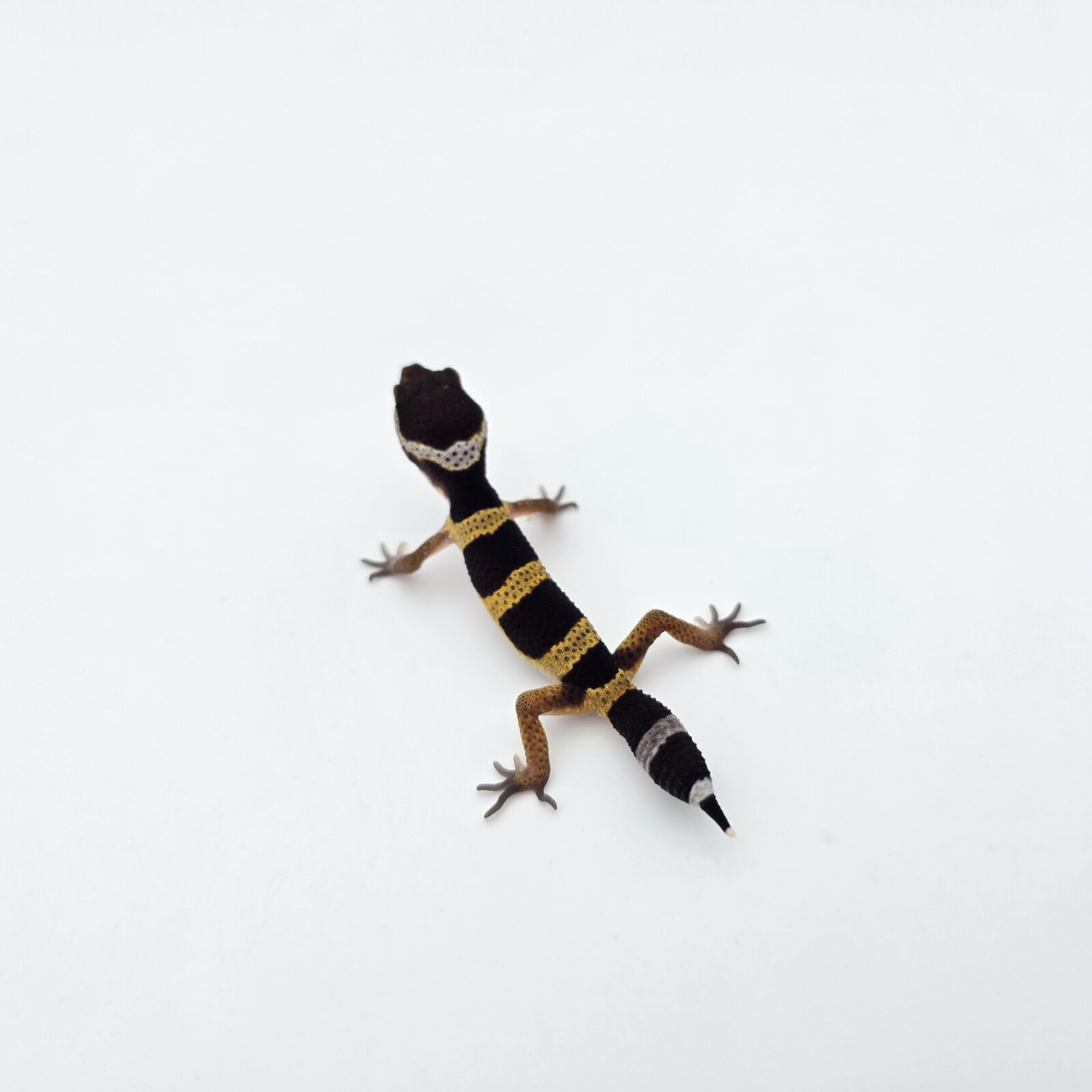 Eublepharis macularius "Black night" Présumé mâle 2026 Nom/référence : CALDI