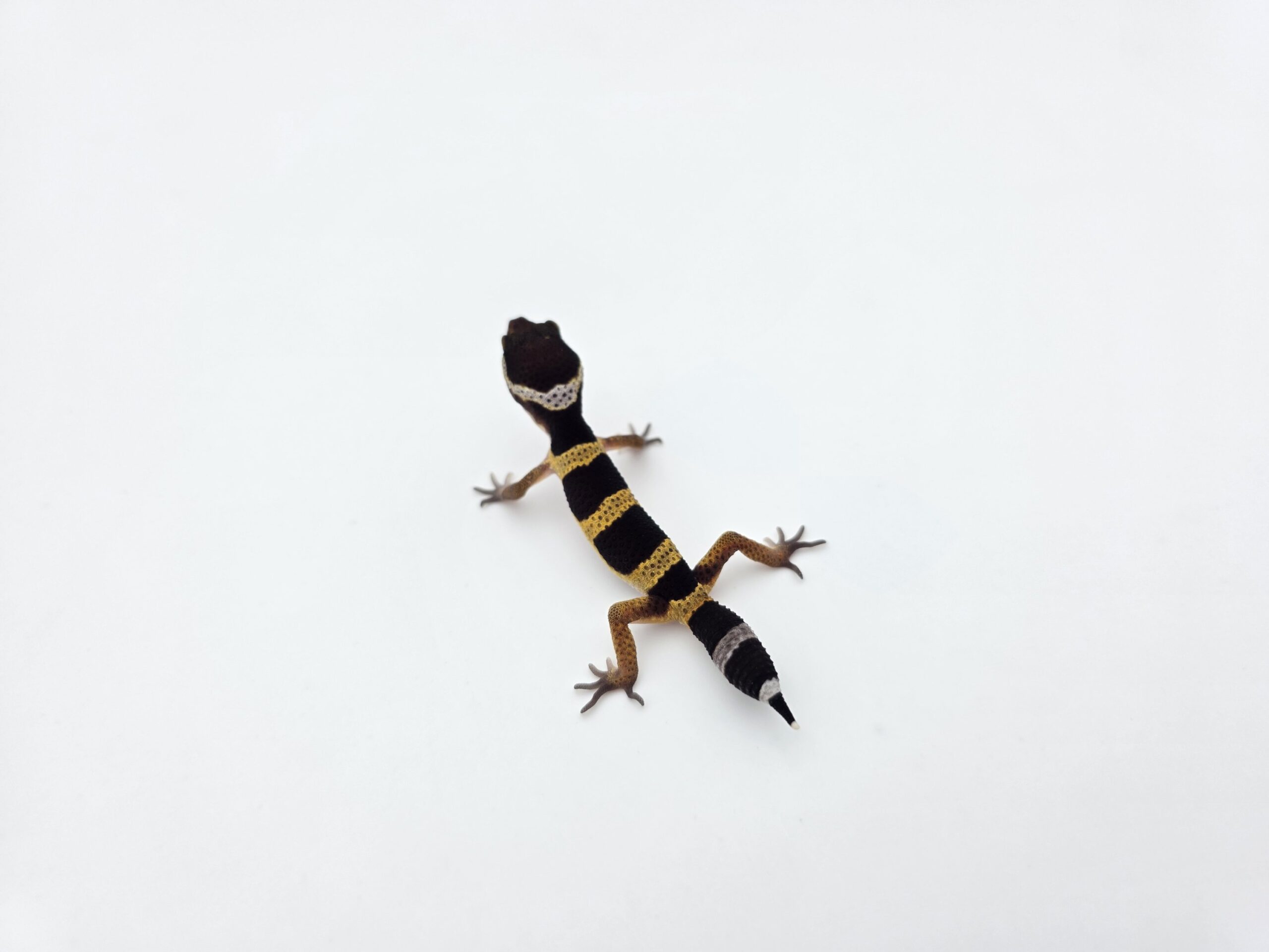 Eublepharis macularius "Black night" Présumé mâle 2026 Nom/référence : CALDI
