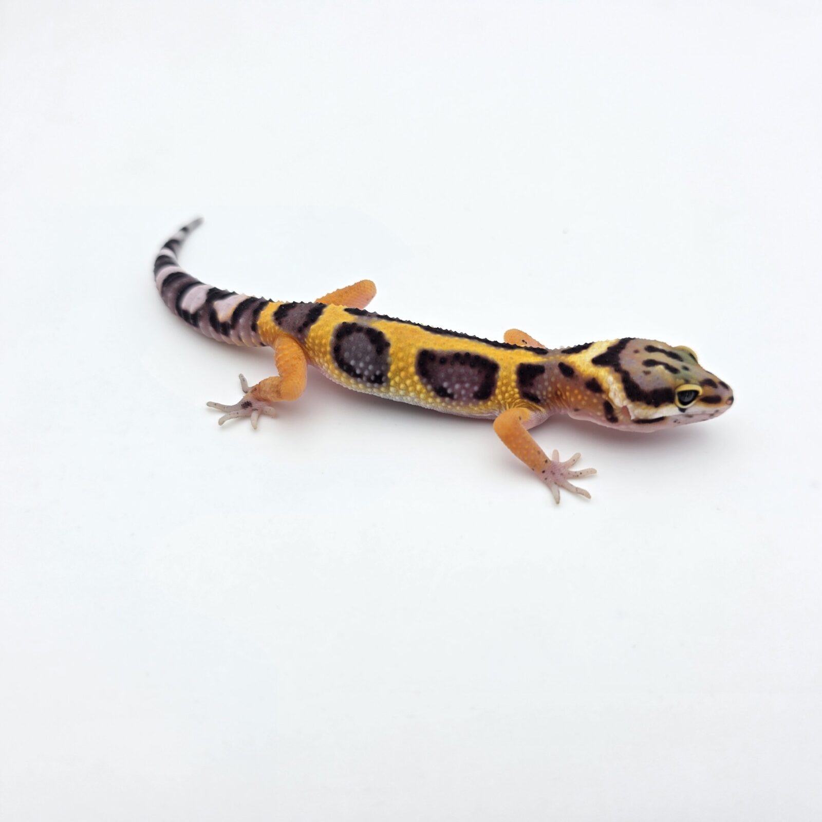 Eublepharis macularius "Bandit bold stripe tangerine jungle 50% het.tremper" Présumé mâle 2026 Nom/référence : OZWI