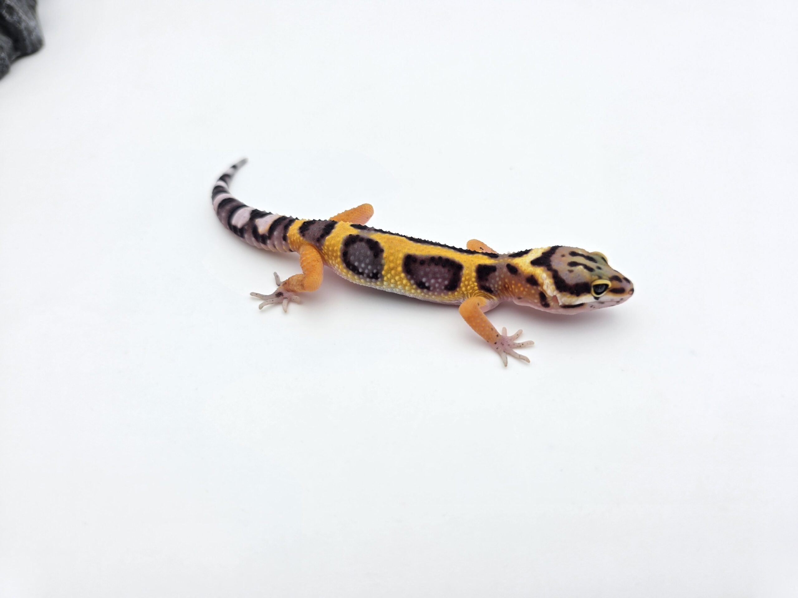 Eublepharis macularius "Bandit bold stripe tangerine jungle 50% het.tremper" Présumé mâle 2026 Nom/référence : OZWI