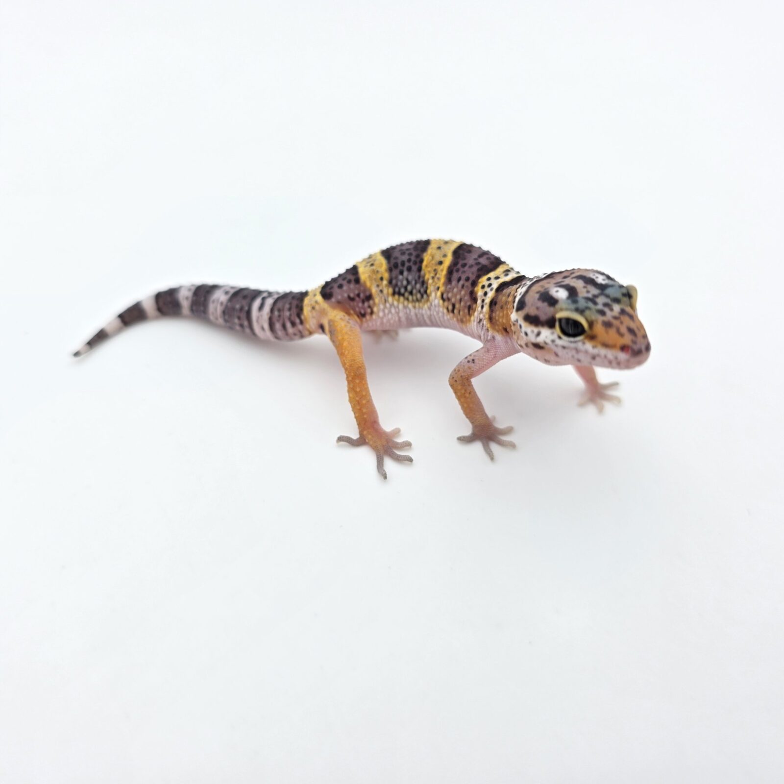 Eublepharis macularius "Mack snow 100% het.blizzard, eclipse, murphy patternless tremper" Présumé femelle 2026 Nom/référence : BOLCHI