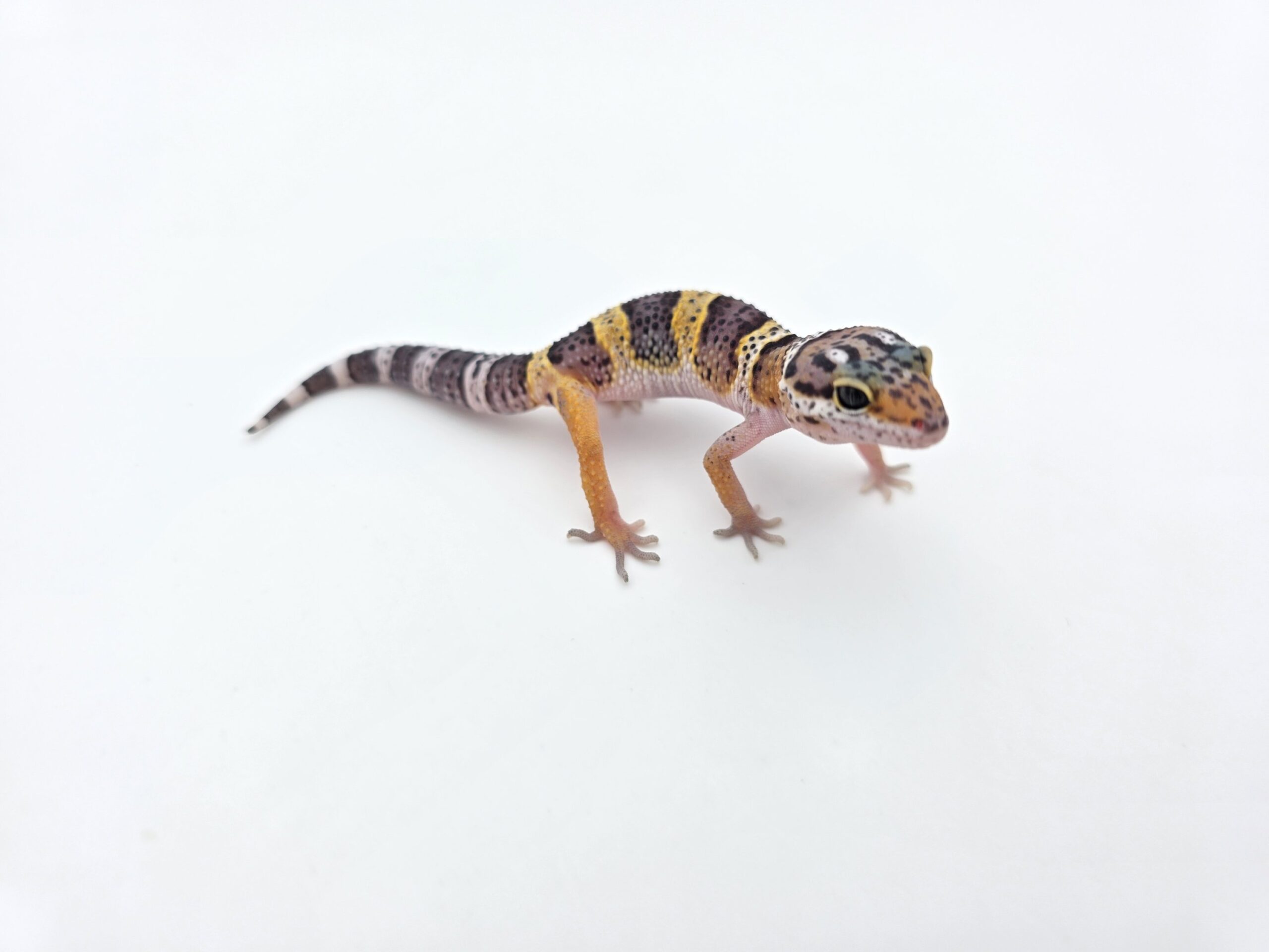 Eublepharis macularius "Mack snow 100% het.blizzard, eclipse, murphy patternless tremper" Présumé femelle 2026 Nom/référence : BOLCHI