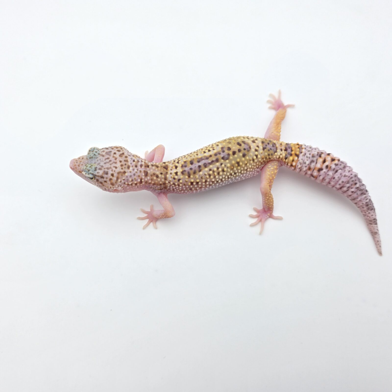 Eublepharis macularius "Mack snow abberant 100% het.blizzard eclipse murphy patternless tremper" Présumé mâle 2026 Nom/référence : JULEI