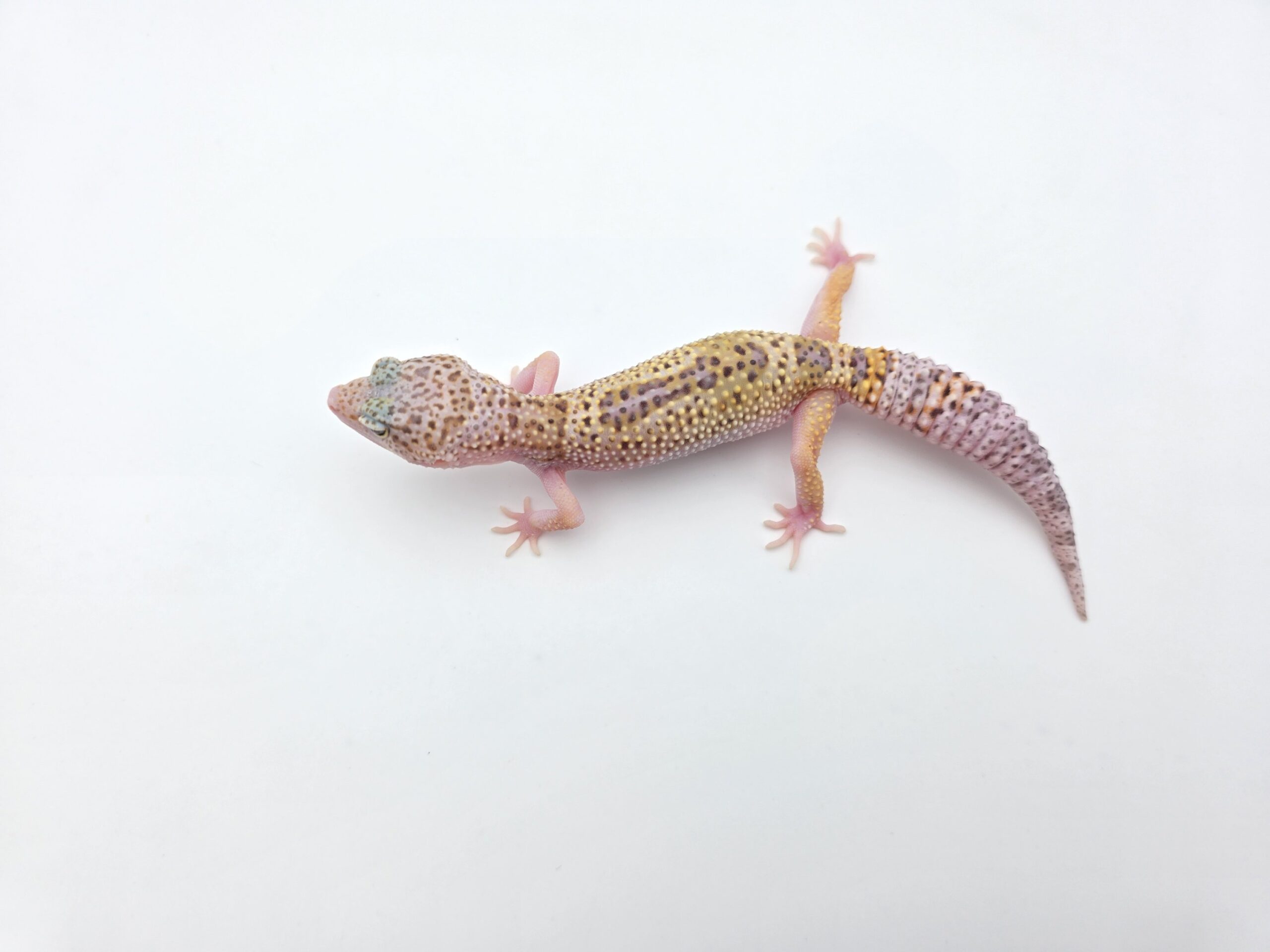 Eublepharis macularius "Mack snow abberant 100% het.blizzard eclipse murphy patternless tremper" Présumé mâle 2026 Nom/référence : JULEI