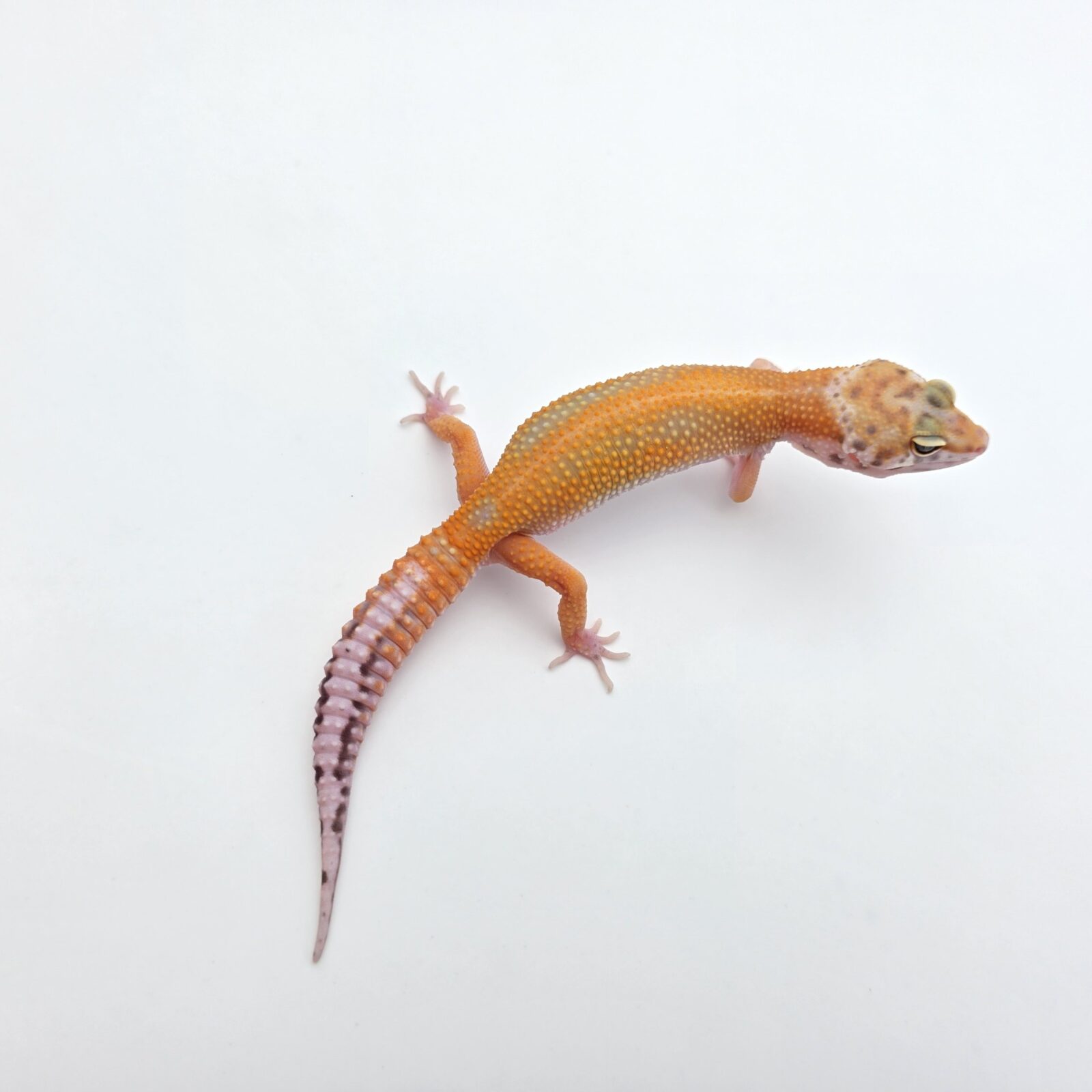 Eublepharis macularius "Bandit bold red stripe electric tangerine 50% het.bell" Présumé femelle 2026 Nom/référence : JULINIVI