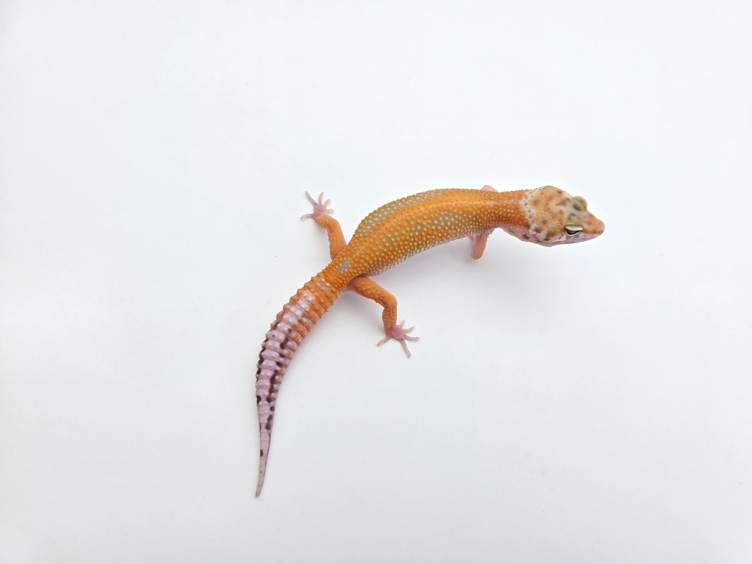Eublepharis macularius "Bandit bold red stripe electric tangerine 50% het.bell" Présumé femelle 2026 Nom/référence : JULINIVI