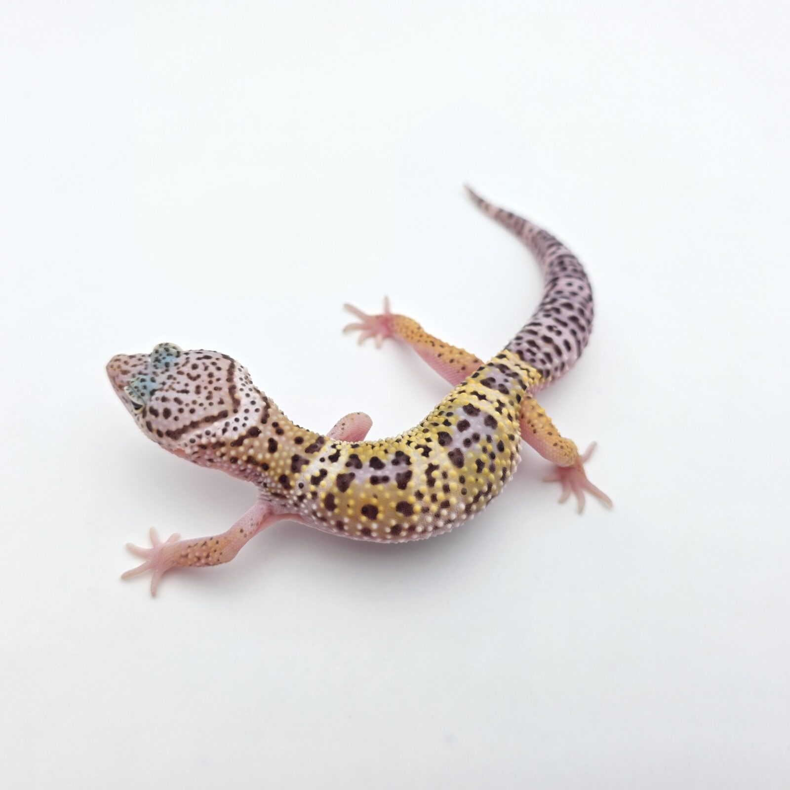 Eublepharis macularius "Mack snow 100% het.blizzard, eclipse, murphy patternless" Mâle 2026 Nom/référence : RATI