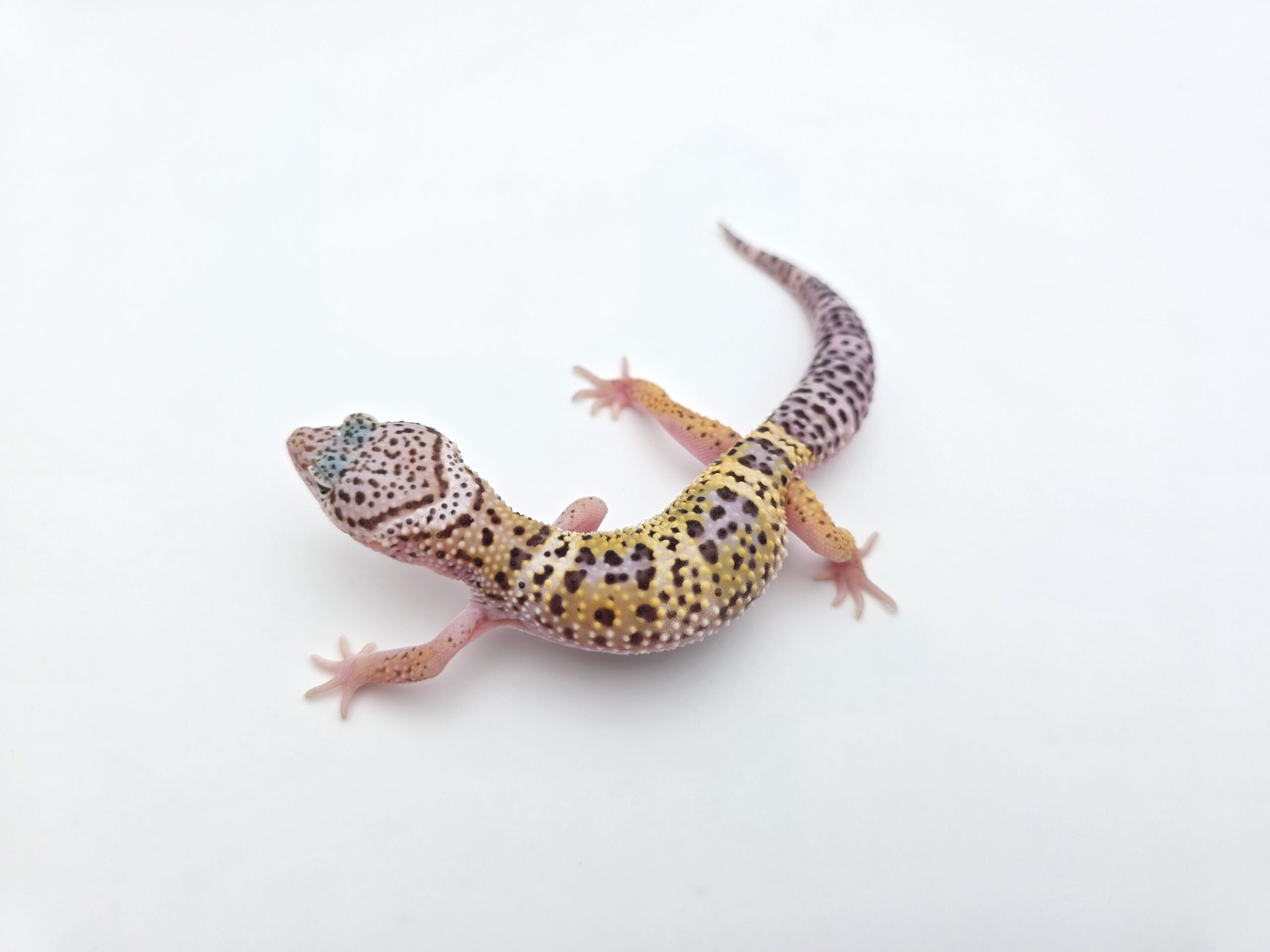 Eublepharis macularius "Mack snow 100% het.blizzard, eclipse, murphy patternless" Mâle 2026 Nom/référence : RATI