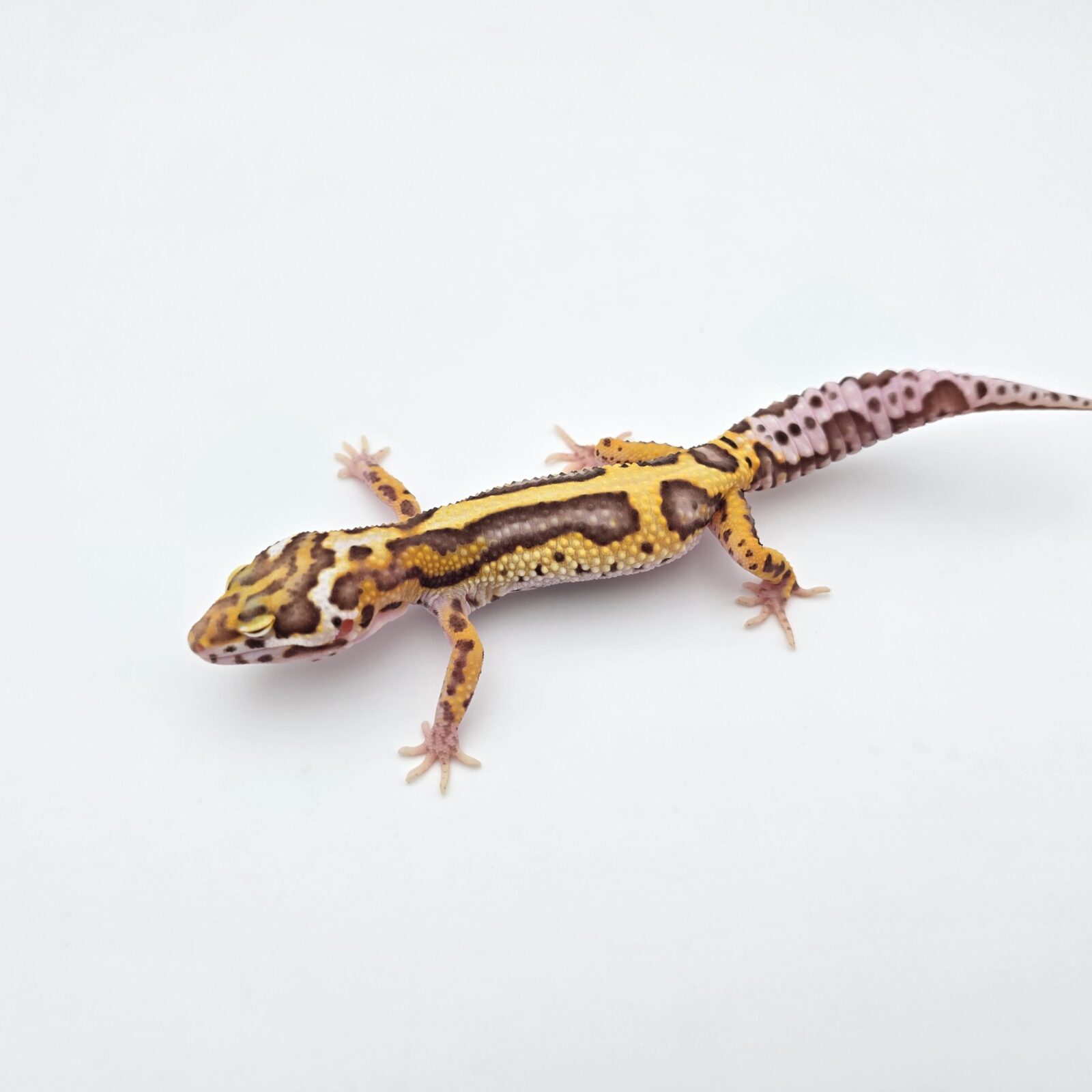 Eublepharis macularius "Mack snow bandit bold stripe bell reverse (poss giant, red stripe) 100% het.eclipse" Femelle 2026 Nom/référence : GEOMETRI