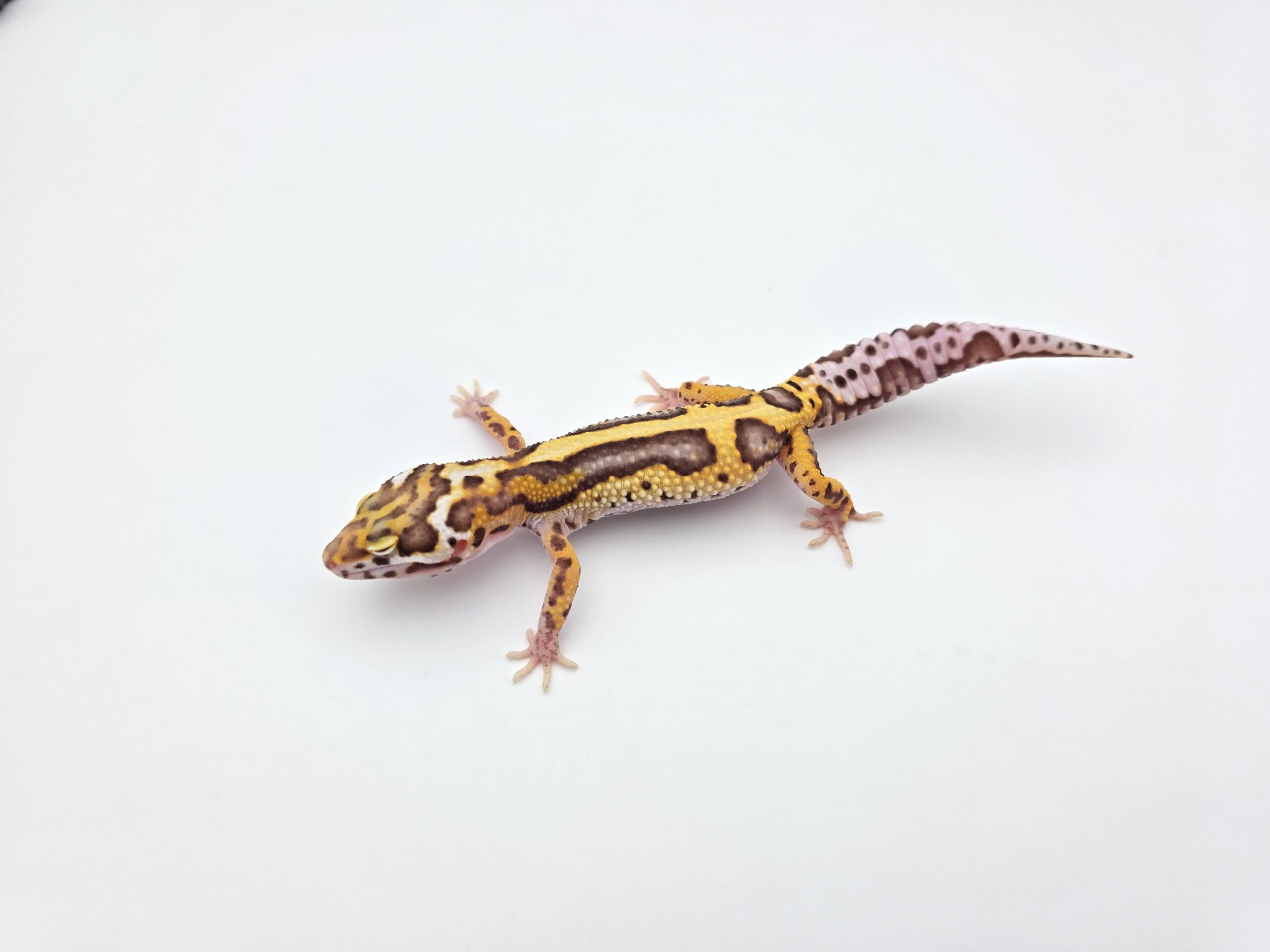 Eublepharis macularius "Mack snow bandit bold stripe bell reverse (poss giant, red stripe) 100% het.eclipse" Femelle 2026 Nom/référence : GEOMETRI