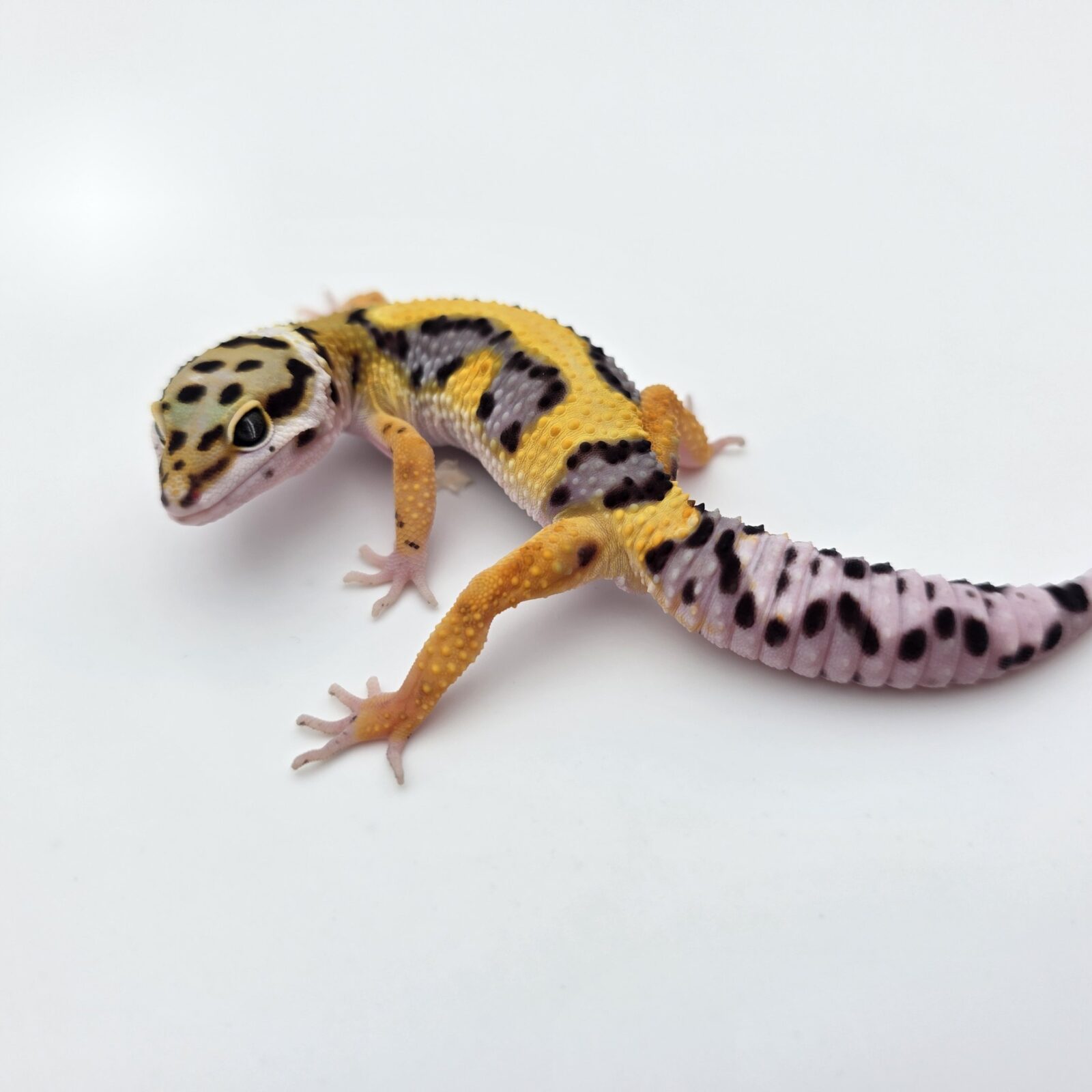 Eublepharis macularius "Bandit bold stripe tangerine 50% het.tremper" Présumé mâle 2026 Nom/référence : Friscri