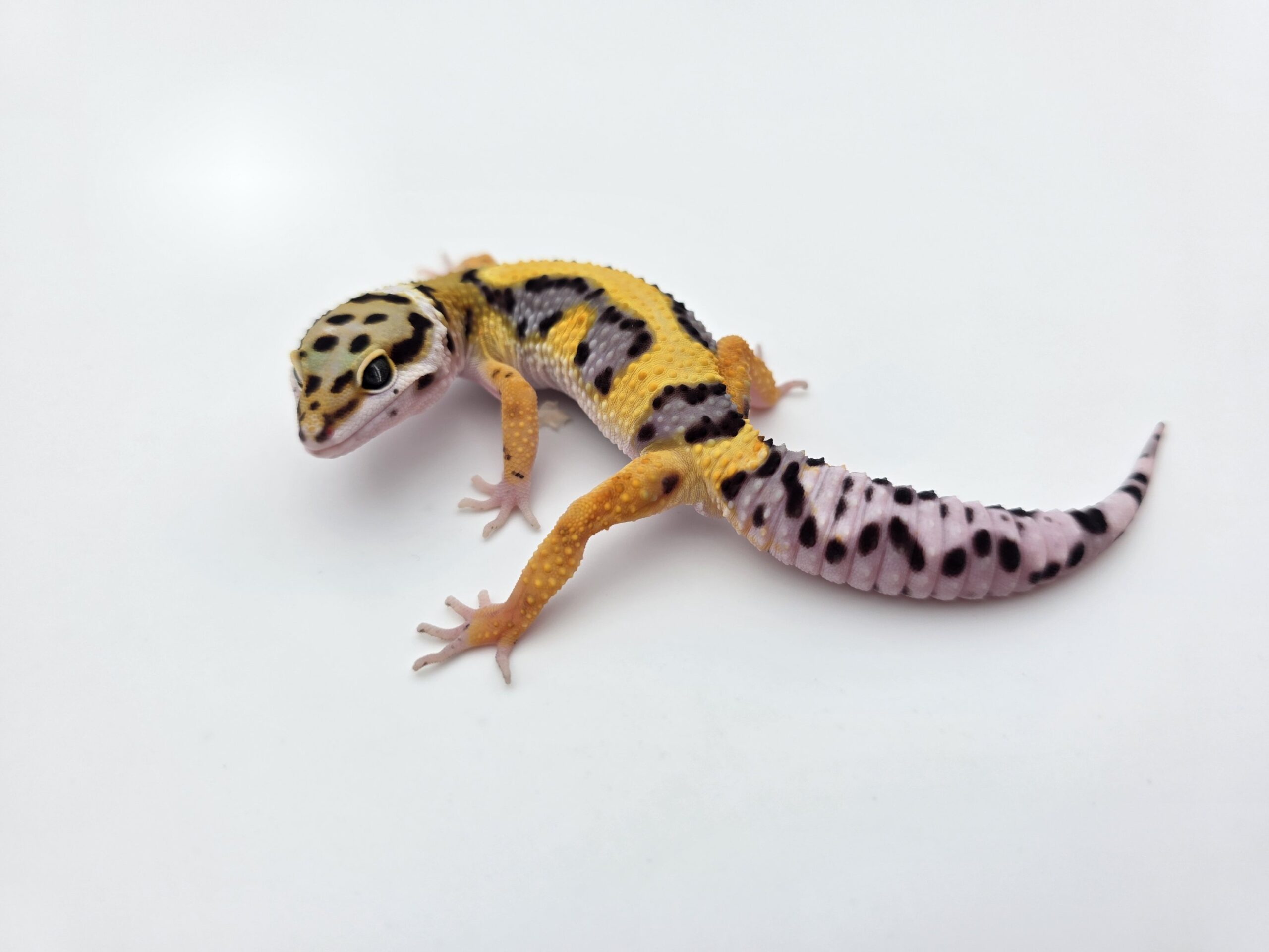 Eublepharis macularius "Bandit bold stripe tangerine 50% het.tremper" Présumé mâle 2026 Nom/référence : Friscri