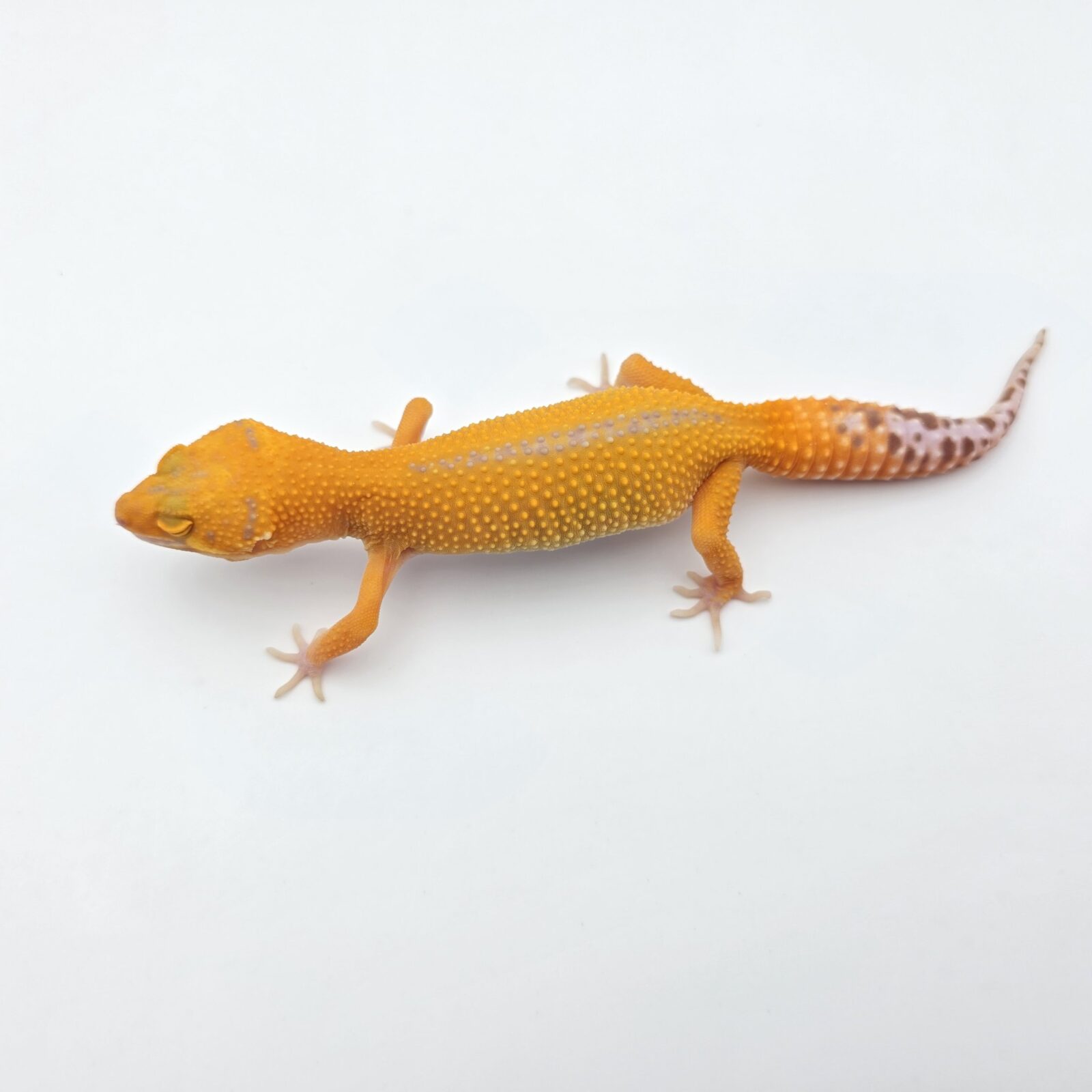 Eublepharis macularius "Sunglow mandarin/electric reverse stripe (tremper)" Femelle 2026 Nom/référence : JUSTOKI