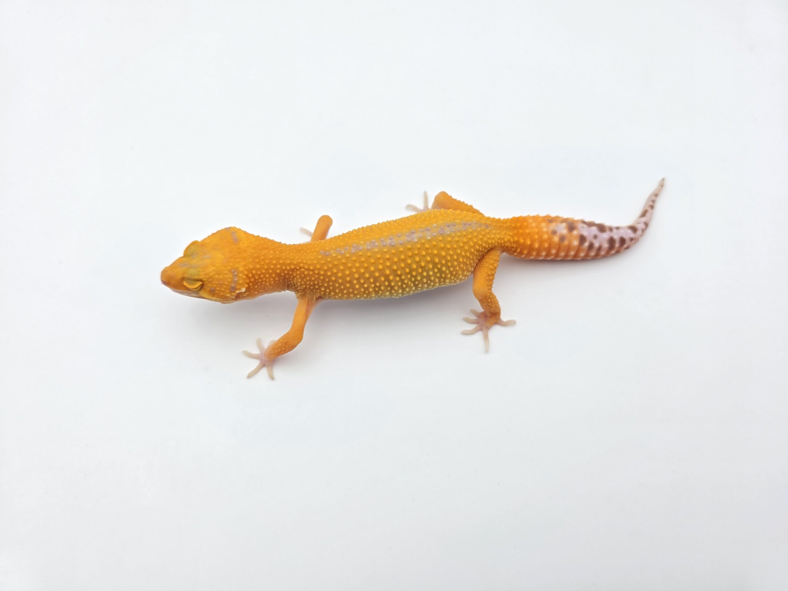 Eublepharis macularius "Sunglow mandarin/electric reverse stripe (tremper)" Femelle 2026 Nom/référence : JUSTOKI